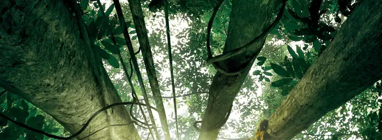 Avec son nouveau film, IL ÉTAIT UNE FORÊT, Luc Jacquet nous emmène dans un extraordinaire voyage au plus profond de la forêt tropicale... au cœur de la vie elle-même.