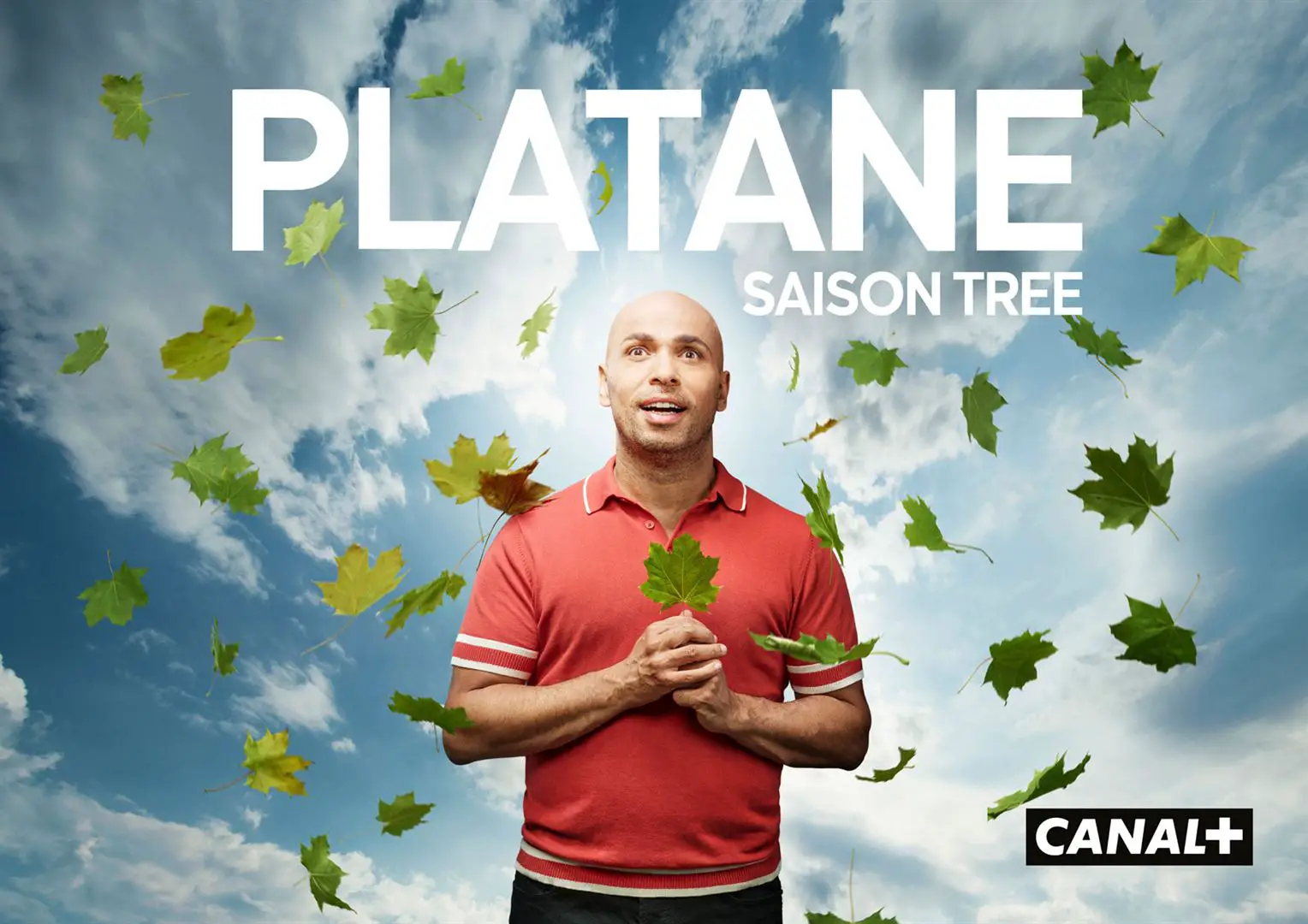 Platane saison Tree