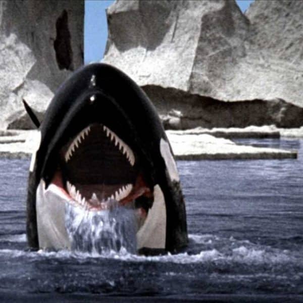 orca2